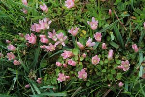 Bog Pimpernel